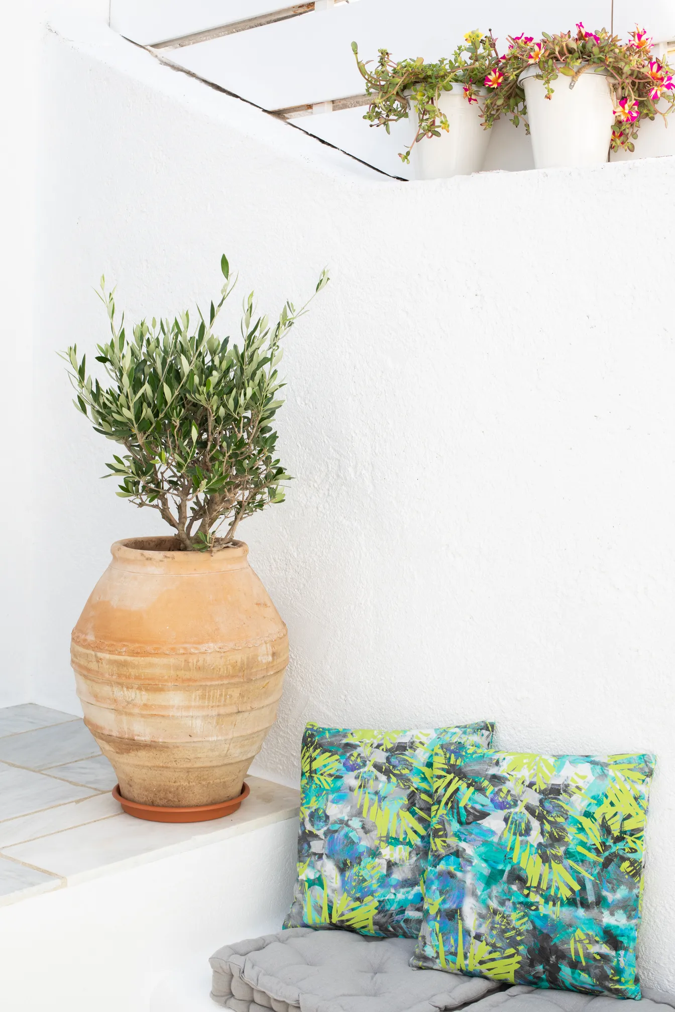 Olive tree in a terracotta pot on the terrace